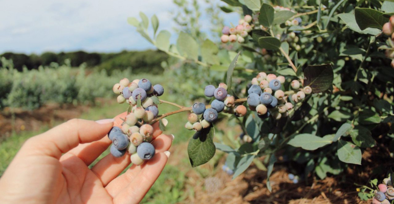 Batizado de mirtilo no Brasil, o blueberry ganhou fama de fruta da longevidade.png