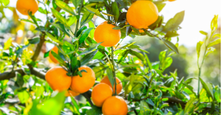 Brasil tem primeira fazenda de cítricos 100% monitorada por sensores inteligentes .png