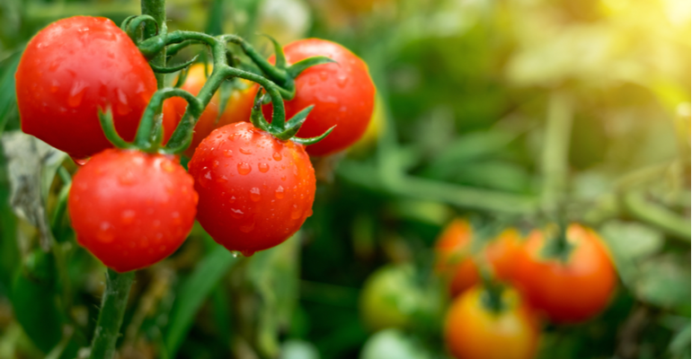 Cenário do tomate no Brasil tendências e dificuldades de cultivo.png