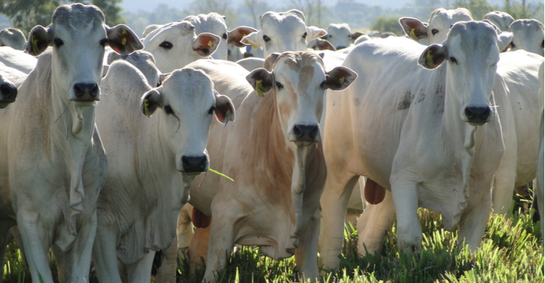 Inovação permite rastreabilidade da cadeia produtiva agropecuária (2).png