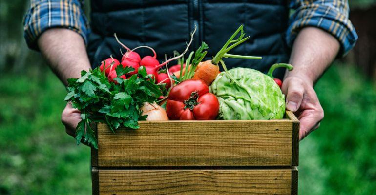 Agricultura orgânica: o que é e como começar a produzir alimentos orgânicos