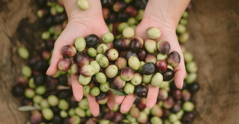 Pequeno fruto das oliveiras, a azeitona chegou ao Brasil pelas mãos de imigrantes.png