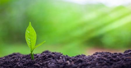 Agricultura regenerativa entenda o que é e como adotar.jpg