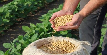 Como o El Niño pode intensificar as doenças no final do ciclo da soja.jpg