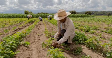 Qual é a importância da agricultura familiar no Brasil?