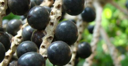 Rota da Fruticultura pode se tornar novo polo de frutas do Brasil